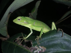 Bronchocela jubata