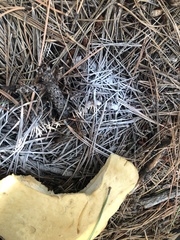 Leucopaxillus paradoxus