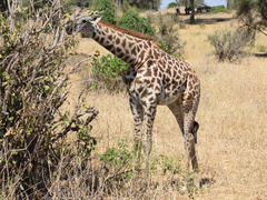 Giraffa camelopardalis tippelskirchi