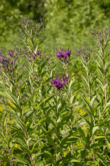 Vernonia missurica