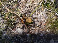 Anabrus simplex
