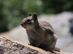 Callospermophilus lateralis