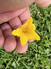 Zephyranthes citrina