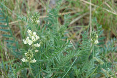 Oxytropis campestris