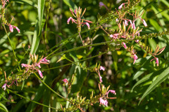 Oenothera gaura