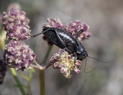 Anabrus simplex