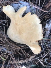 Leucopaxillus paradoxus