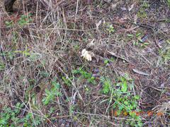 Leucopaxillus cerealis