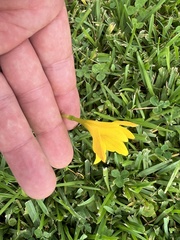 Zephyranthes citrina