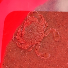 Matuta victor