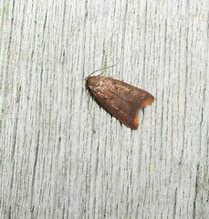 Tachystola acroxantha