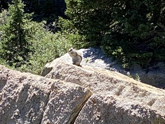 Callospermophilus lateralis