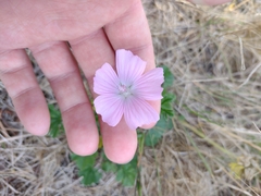 Malva moschata