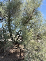 Tamarix ramosissima