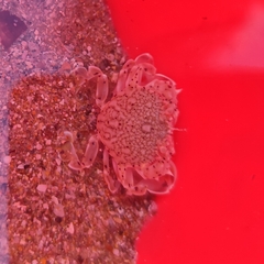 Matuta victor