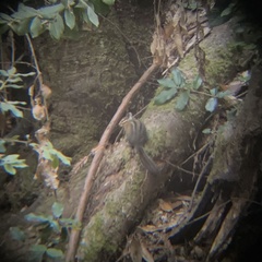 Neotamias ochrogenys
