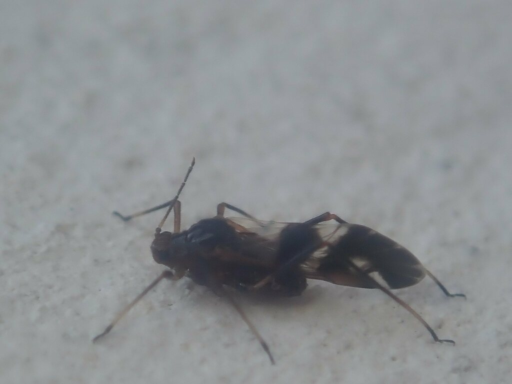 Lachnus pallipes