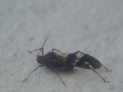 Lachnus pallipes