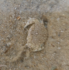 Matuta victor