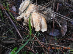 Leucopaxillus cerealis