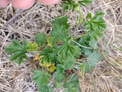Malva moschata
