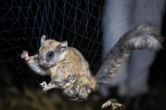 Glaucomys sabrinus