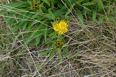 Solidago multiradiata