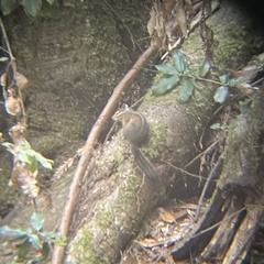 Neotamias ochrogenys