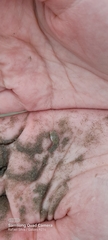 Emerita brasiliensis