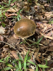 Xerocomus subtomentosus