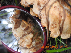 Leucopaxillus cerealis