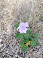Malva moschata