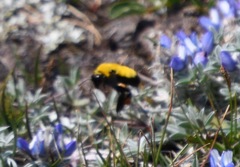 Bombus morrisoni