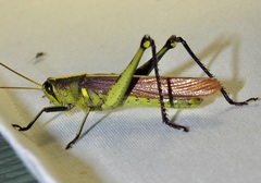 Schistocerca obscura