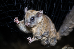 Glaucomys sabrinus