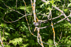 Aegithalos caudatus