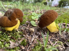 Boletus