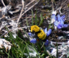 Bombus morrisoni
