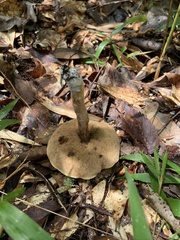 Xerocomus subtomentosus