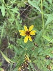 Bidens aristosa
