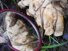 Leucopaxillus cerealis