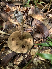 Xerocomus subtomentosus