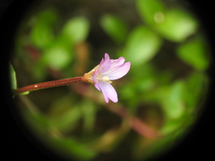 Epilobium anagallidifolium