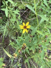 Bidens aristosa