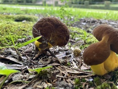 Boletus