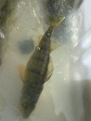 Perca flavescens