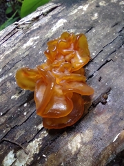 Phaeotremella