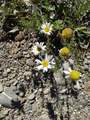 Tripleurospermum maritimum