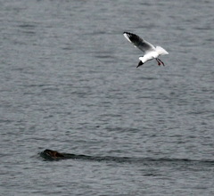 Chroicocephalus ridibundus