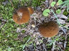 Boletus
